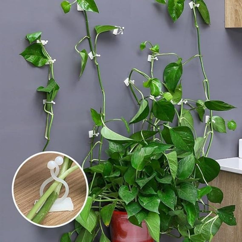 10pcs self adhesive plant climbing wall clip - Prozone